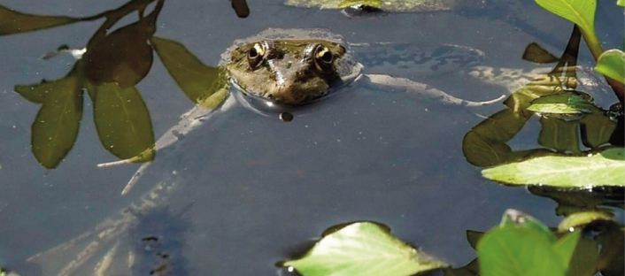 En forêt de Rambouillet, le martyre silencieux des grenouilles En forêt de Rambouillet, le martyre silencieux des grenouilles