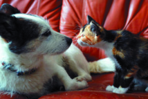 La quête de récompenses, l’une des clefs de la domestication du chat La quête de récompenses, l’une des clefs de la domestication du chat