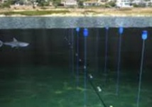 Un filet high-tech contre les requins sauvera-t-il les baigneurs du Cap ?