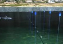 Un filet high-tech contre les requins sauvera-t-il les baigneurs du Cap ? Un filet high-tech contre les requins sauvera-t-il les baigneurs du Cap ?