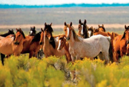 Le cheval en Amérique Le cheval en Amérique