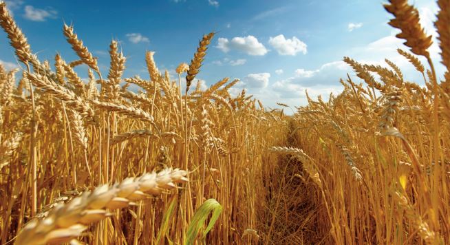 La baisse de la production nationale fait exploser les importations de céréales en 2022 La baisse de la production nationale fait exploser les importations de céréales en 2022