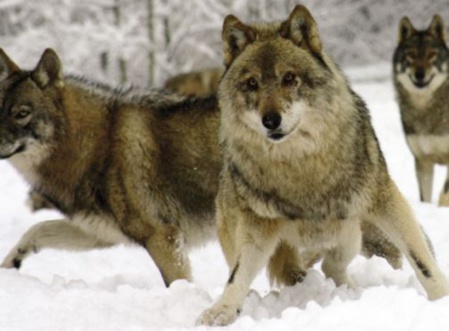 Au Colorado, la réintroduction du loup déchaîne les passions Au Colorado, la réintroduction du loup déchaîne les passions