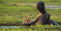 Insolite Insolite