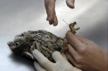 ​A Madrid, l'acupuncture  pour soigner des rapaces