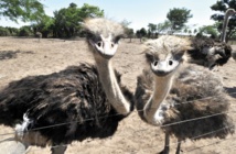 La plupart des espèces d'oiseaux sont apparues après l'extinction des dinosaures La plupart des espèces d'oiseaux sont apparues après l'extinction des dinosaures