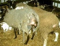 La tremblante du mouton pourrait être transmissible à l'humain La tremblante du mouton pourrait être transmissible à l'humain