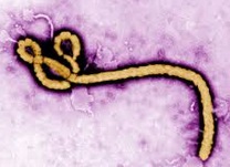 Aucun cas d'Ebola n'a été enregistré au Maroc Aucun cas d'Ebola n'a été enregistré au Maroc