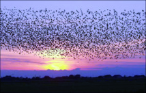 Les oiseaux ont un sixième sens qui leur permet de fuir avant les tempêtes Les oiseaux ont un sixième sens qui leur permet de fuir avant les tempêtes