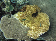 Grave épisode de blanchissement du corail dans le Pacifique nord Grave épisode de blanchissement du corail dans le Pacifique nord