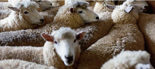 La Nouvelle-Zélande compte moins de cinq moutons par habitant La Nouvelle-Zélande compte moins de cinq moutons par habitant