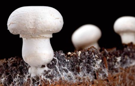 Contre la pollution, la piste des champignons mangeurs de plastique