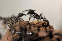Des fourmis orientées à gauche Des fourmis orientées à gauche