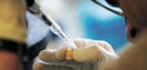 Le cancer souvent dû à un manque de chance Le cancer souvent dû à un manque de chance