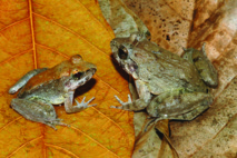 Découverte d'une première grenouille à avoir accouché de têtards Découverte d'une première grenouille à avoir accouché de têtards