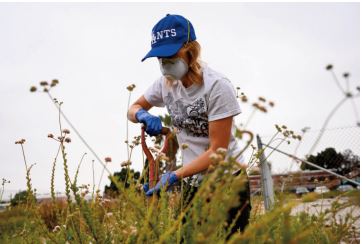 A Los Angeles, plantes et champignons dépolluent les sols à moindre coût