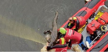 Fausse alerte au crocodile Fausse alerte au crocodile