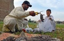Insolite : Guerre contre les rats Insolite : Guerre contre les rats
