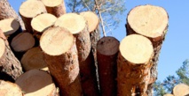 Saisie de plus de 200 m3 de bois de provenance illicite Saisie de plus de 200 m3 de bois de provenance illicite