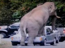 Insolite Insolite
