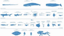 Quelle taille mesurent réellement les géants des mers ? Quelle taille mesurent réellement les géants des mers ?