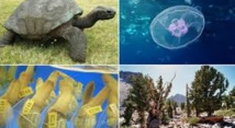 Pourquoi il y a plus de morts massives d’animaux que jamais auparavant ? Pourquoi il y a plus de morts massives d’animaux que jamais auparavant ?
