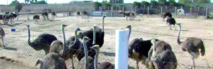 Une horde de chiens errants envahit la ferme d’élevage d’autruches de Taourta Une horde de chiens errants envahit la ferme d’élevage d’autruches de Taourta