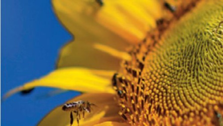 Sensibilisation réussie auprès des agriculteurs d'El Gara pour la culture du tournesol