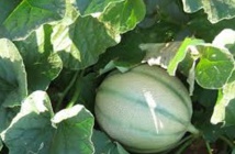 Au Brésil, les melons domptent la sécheresse pour inonder la planète Au Brésil, les melons domptent la sécheresse pour inonder la planète