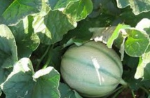 ​Au Brésil, les melons domptent  la sécheresse pour inonder la planète