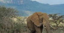 ​En Afrique, le crime organisé décime les éléphants