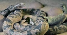 Le plus ancien serpent fossile connu a 167 millions d’années Le plus ancien serpent fossile connu a 167 millions d’années