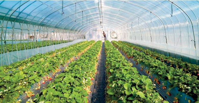 Agriculture. Un secteur au cœur des priorités Royales Agriculture. Un secteur au cœur des priorités Royales