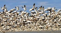 ​Les oiseaux migrateurs se relaient en tête de la formation pour moins se fatiguer
