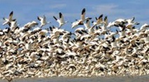 Les oiseaux migrateurs se relaient en tête de la formation pour moins se fatiguer Les oiseaux migrateurs se relaient en tête de la formation pour moins se fatiguer