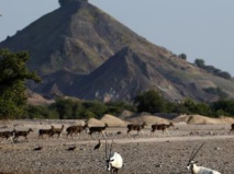 Une île en "Arche de Noé" comme un anti-Dubaï Une île en "Arche de Noé" comme un anti-Dubaï