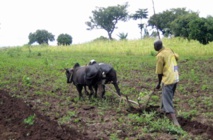 Deux erreurs à éviter pour assurer l’autosuffisance alimentaire en Afrique Deux erreurs à éviter pour assurer l’autosuffisance alimentaire en Afrique