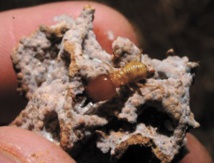 Les termites, une parade contre la désertification et le changement climatique Les termites, une parade contre la désertification et le changement climatique