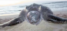 ​Une tortue géante échoue  sur une plage à Dakhla