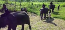 Des éco-guerriers pour protéger forêts et espèces en danger en Indonésie Des éco-guerriers pour protéger forêts et espèces en danger en Indonésie