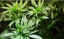 Une variété forte de cannabis augmente le risque de maladie mentale Une variété forte de cannabis augmente le risque de maladie mentale