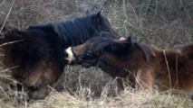 Des poneys sauvages britanniques au secours de la steppe tchèque Des poneys sauvages britanniques au secours de la steppe tchèque