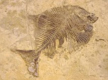 Dans l’évolution, la taille des animaux tend à grandir Dans l’évolution, la taille des animaux tend à grandir