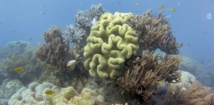 Les coraux de la Grande Barrière d'Australie ingèrent du plastique Les coraux de la Grande Barrière d'Australie ingèrent du plastique