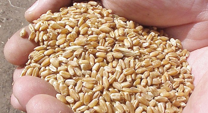 Baisse considérable de la facture céréalière Baisse considérable de la facture céréalière