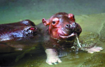 Les ancêtres de l’hippopotame sont arrivés en Afrique bien avant les fauves