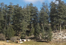 Comment planter un milliard d’arbres au Maroc Comment planter un milliard d’arbres au Maroc