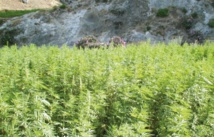 Le Maroc premier producteur de résine de cannabis en Afrique Le Maroc premier producteur de résine de cannabis en Afrique