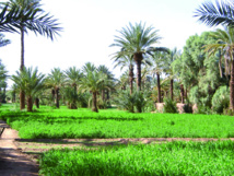 Zoom sur le rôle des oasis marocaines Zoom sur le rôle des oasis marocaines