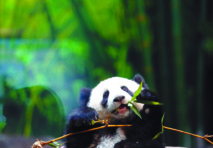 La population de pandas géants de Chine en augmentation La population de pandas géants de Chine en augmentation